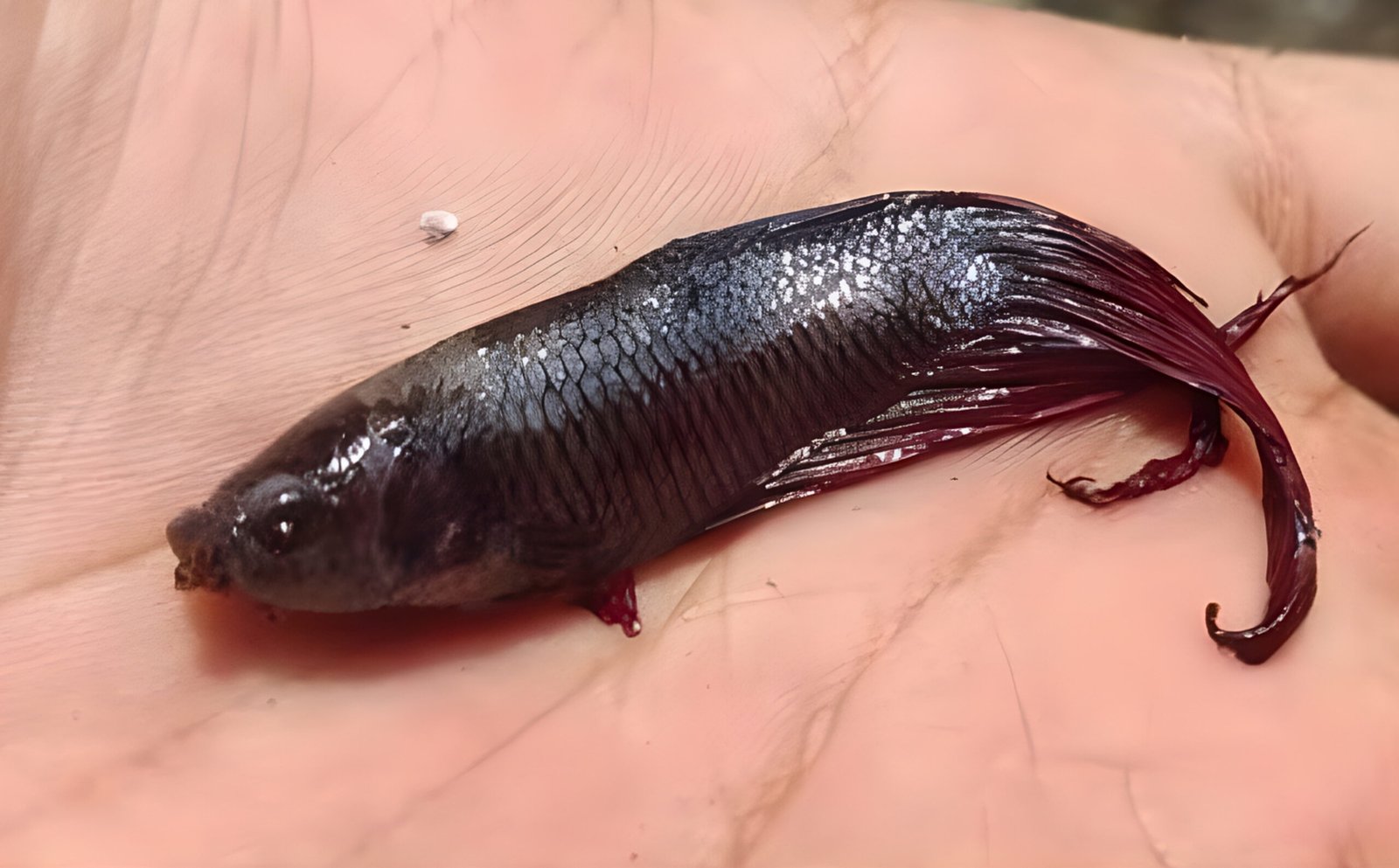 Pencatatan Pertama Betta splendens di Pulau Bangka