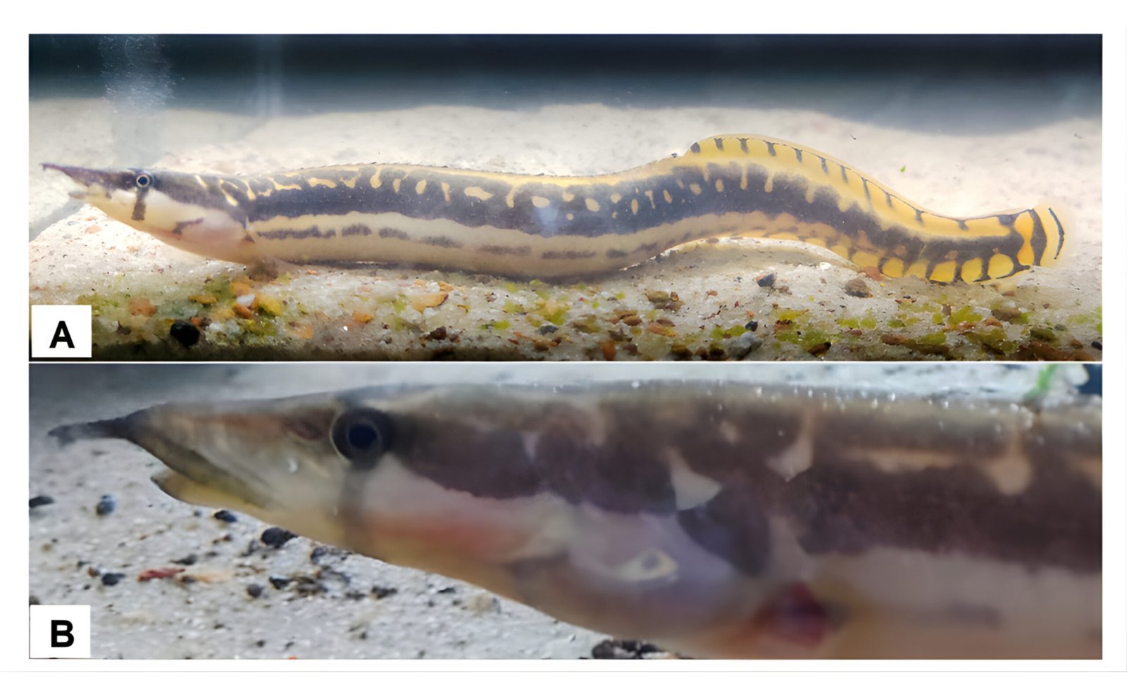 Pencatatan Pertama Mastacembelus notophthalmus di Pulau Bangka