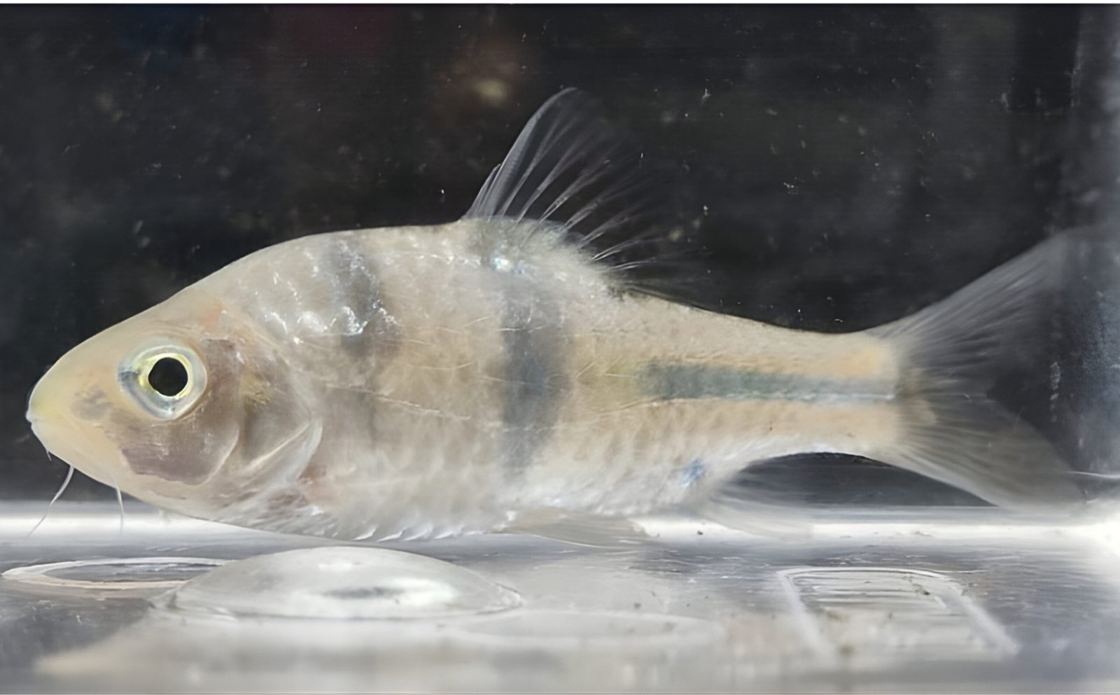 Perluasan Sebaran Barbodes lateristriga ke Pulau Bangka