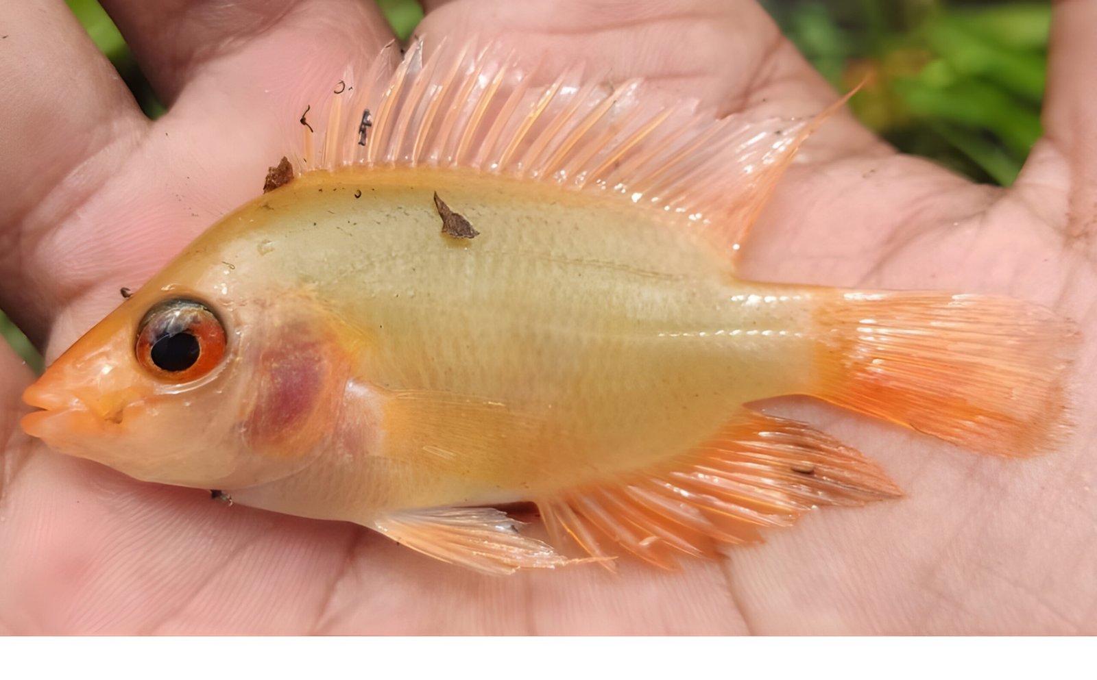 Perluasan Sebaran Red Devil Cichlid di Pulau Bangka