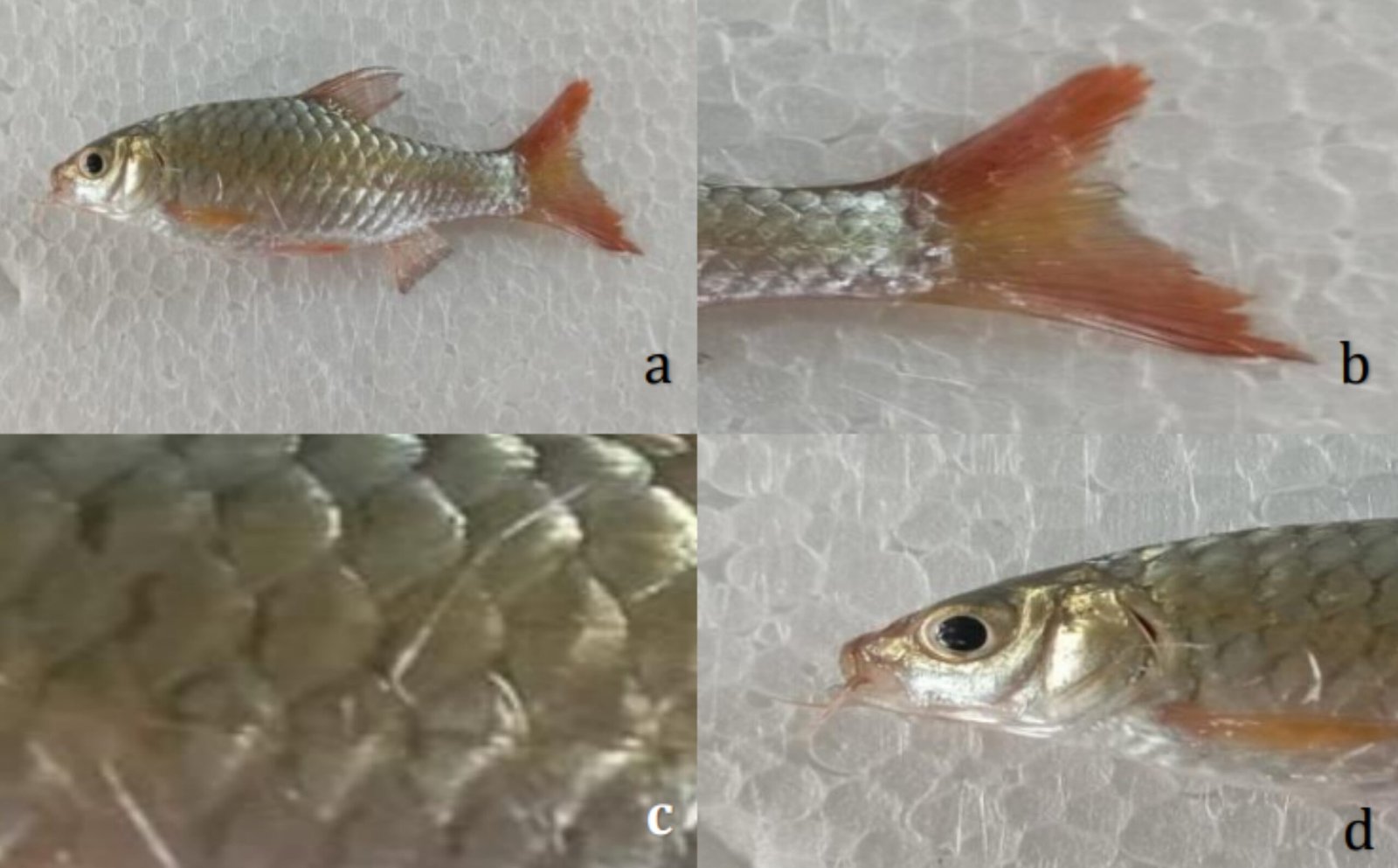 Studi Morfometrik dan Meristik Barbodes sellifer sebagai Tahap Awal Domestikasi