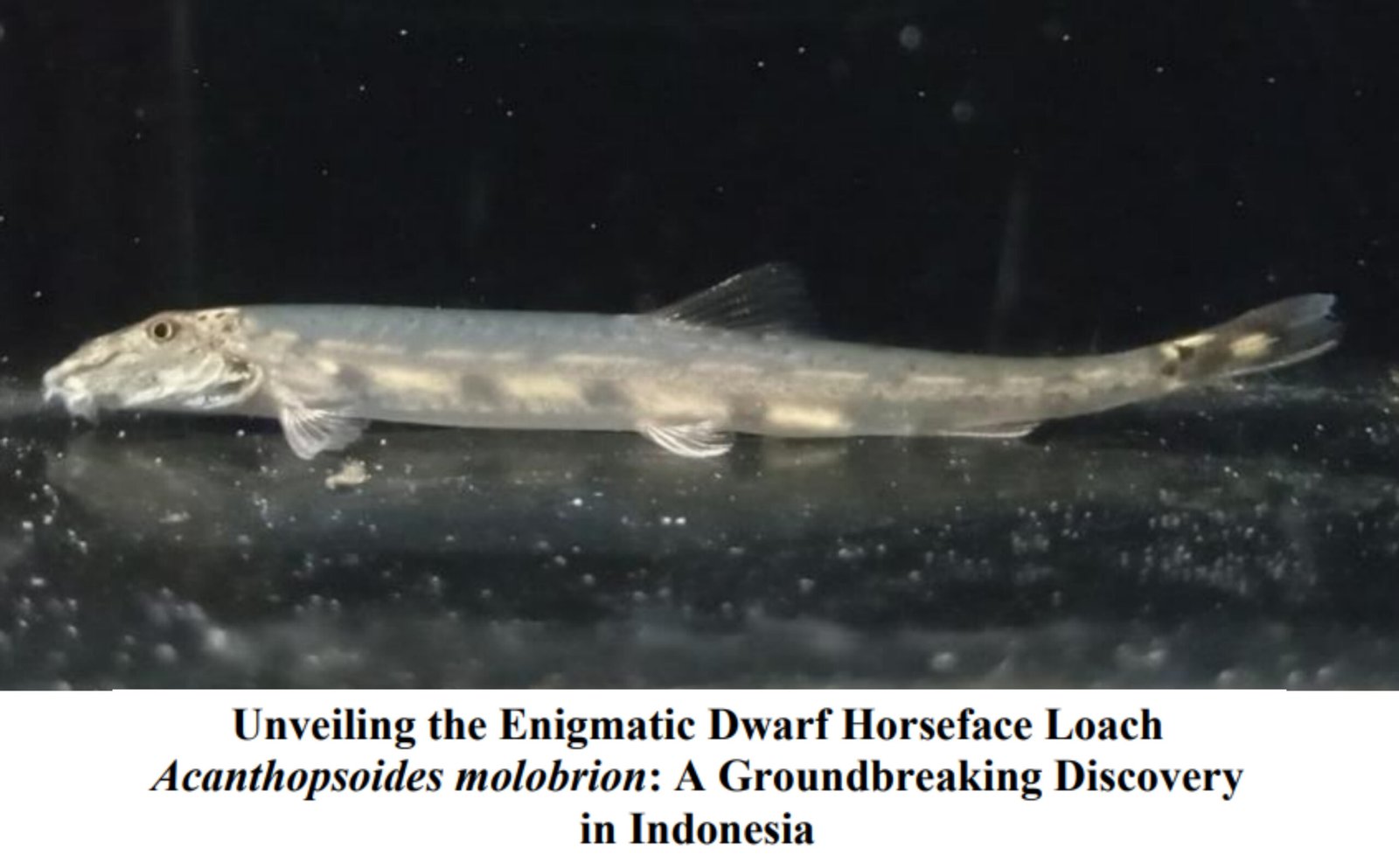 Temuan Pertama Acanthopsoides molobrion di Indonesia